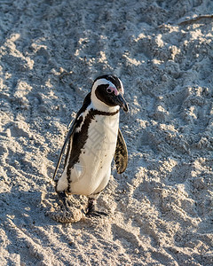 南部非洲上的非洲企鹅图片