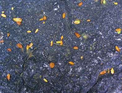小叶落到石头表面秋色多彩叶黄色和橙色漂亮图片