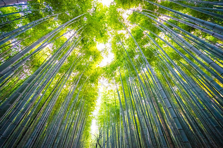 日本京都林中美丽的竹林景色青背景图片