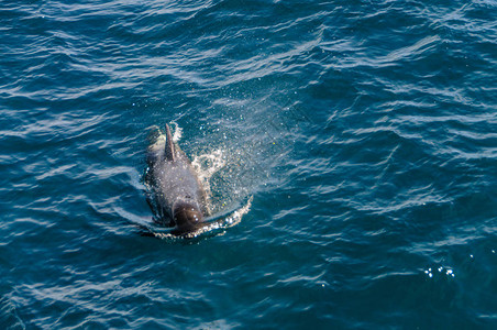 一群长鳍领航鲸Globicephalamelas在福克兰群岛附近的图片