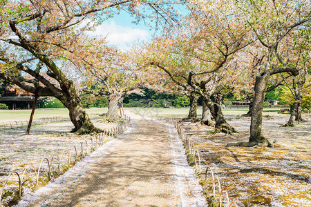 日本福田Korakuen花图片