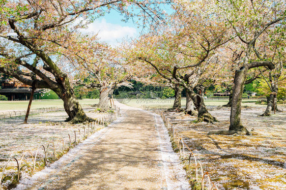 日本福田Korakuen花图片