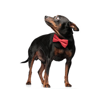 穿着红领带的可爱小狗在轻背景上图片