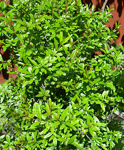 石榴树叶背景绿色灌木春天新叶的质感图片