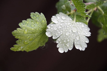 雨后滴落的树叶鹅莓背景图片