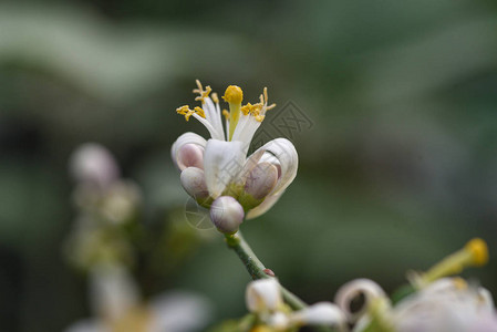 照片花一朵花和序的特写镜头图片