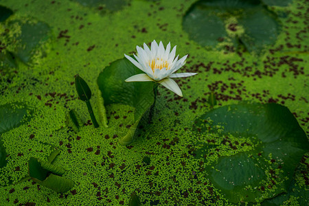 美丽的白睡莲或荷花与池塘里的绿叶自然背景荷花在水库图片