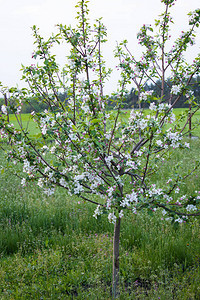 春天一棵苹果树图片