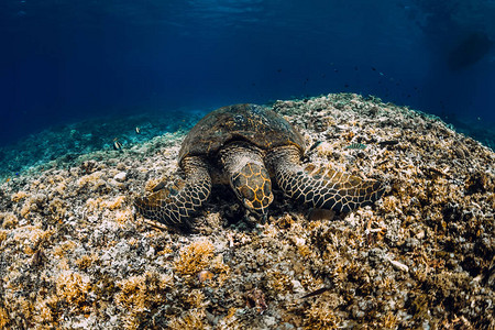 海龟吃珊瑚绿海龟特写图片