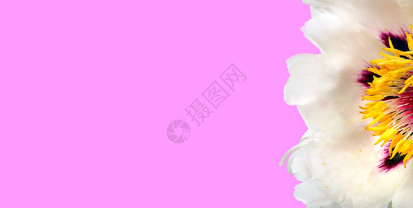 柔和的粉红色花卉背景美丽的牡丹花孤立在粉红色的背景关图片