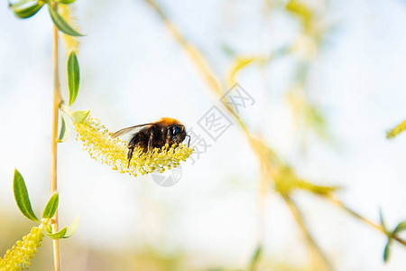 大黄蜂从花中采集花粉图片