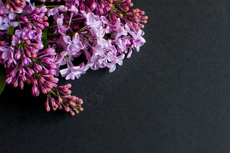 黑色背景上的丁香丁香花图片