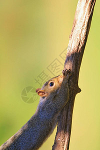 SquirrelAntics野生物背景图片