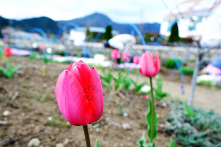 在日本东京川水城花园图片