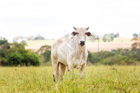 巴西的畜牧牛群是用来养肥的图片