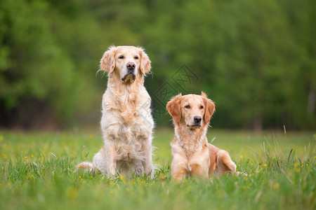 春天草地上的两只金毛猎犬小景深背景图片