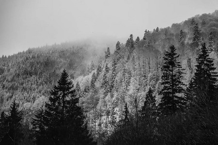 绘制清晨雾中松树林冬景图表情风景E图片