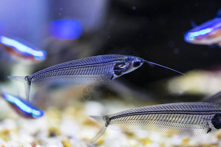 水族馆里的印度玻璃鲶鱼图片