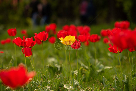 红色郁金香之间有单黄色的郁金花高分辨图片