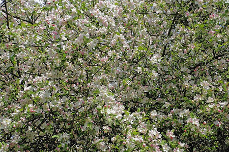 五月的花园开满鲜花的苹果树图片