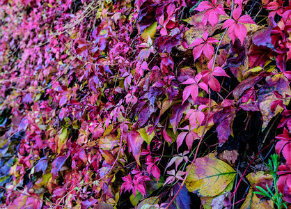 鲜艳的秋叶五颜六色的花卉秋季美术图像图片