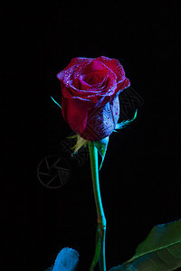 漂亮的玫瑰与水滴背景图片