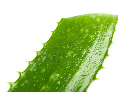 Aloevera新叶白色背景上隔绝图片