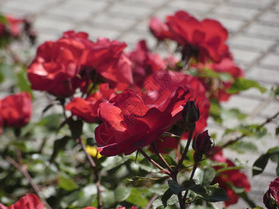 城市花园里的玫瑰图片