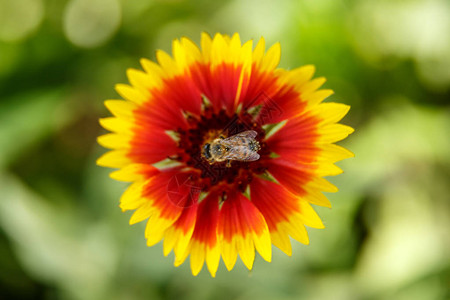 红花上的蜜蜂从顶部的视图微距摄影小景深选择背景图片