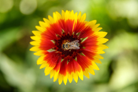 红花上的蜜蜂从顶部的视图微距摄影小景深选择图片