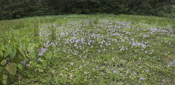 宽阔的水葫芦池图片