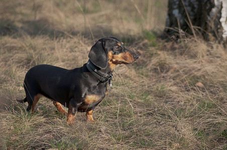 dachshund黑棕色的秋天肖像图片