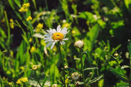 在降雨中的洋甘菊关闭宏观中大雨中的雏菊倾盆大雨中的玛格丽特美丽的花朵上的湿滴水滴中丰富生动的绿草背景与背景图片
