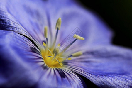 春天的蓝色花朵图片
