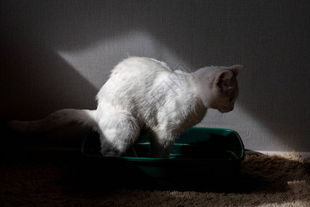 猫超重便携病人试图去浴室背景图片