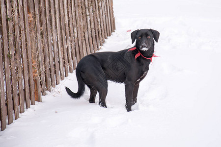 黑狗在雪地里玩耍图片