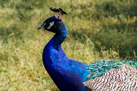 印度梨禽或蓝鸡PavavoCristS图片