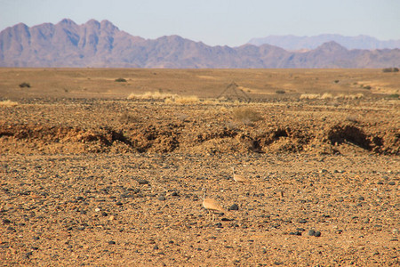 沙漠景观与纳米比亚南部的山脉和两只不起眼的黄色鸟类图片