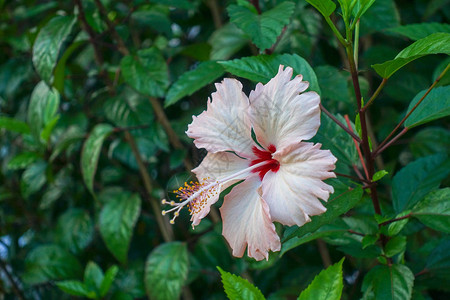 石垣岛的芙蓉图片