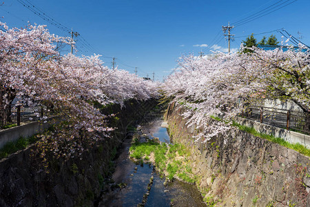 四季插画日本名古屋五条河沿岸四季之道背景