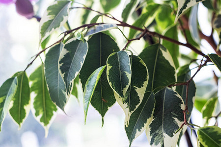 野生植物的尖绿色树叶关闭图片