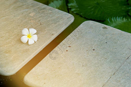 白花露莲叶利拉瓦迪花及其对水的反光美丽的背景和贺卡复制空图片