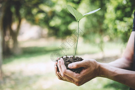 年轻人重新造林的手正在种植幼苗和树木图片