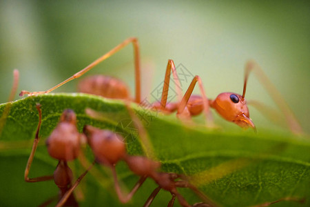 绿叶上的蚂蚁宏图片