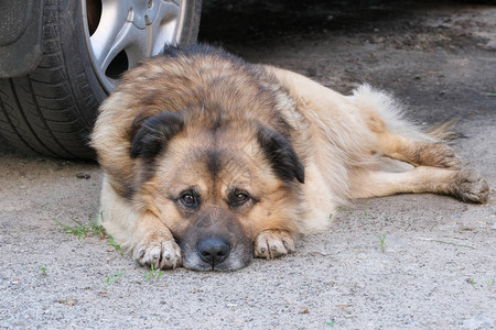 中华田园犬老无家可归的悲哀城市老狗就在车轮旁背景