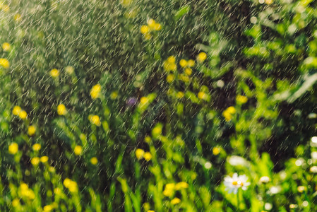 甘菊在雨中大雨中的雏菊倾盆大雨中的玛格丽特美丽的花朵上的湿滴水滴中丰富生动的绿草背景与雨滴中的植背景图片