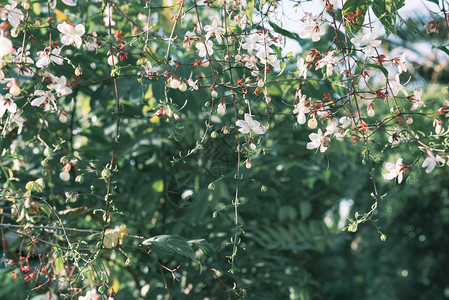 一朵可爱的小白花从树枝上垂下来图片