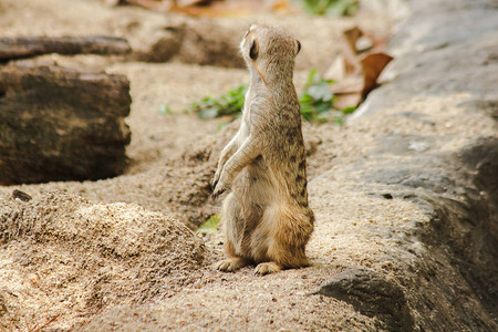 Meerkat的体积很小图片