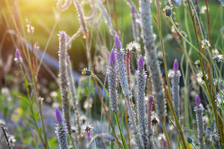 花朵和其他阳光明媚的草地是塞罗西亚阿图片