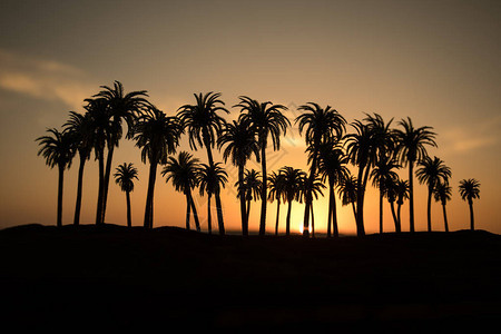 在日落天空自然背景的热带棕榈椰子树日落时在海滩上剪影椰子树图片